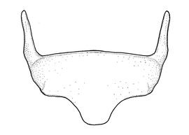   Anthidium pallidiclypeum  male, diagram showing ventral view of sixth sternum (S6), diagram from Gonzalez and Griswold 2013 
